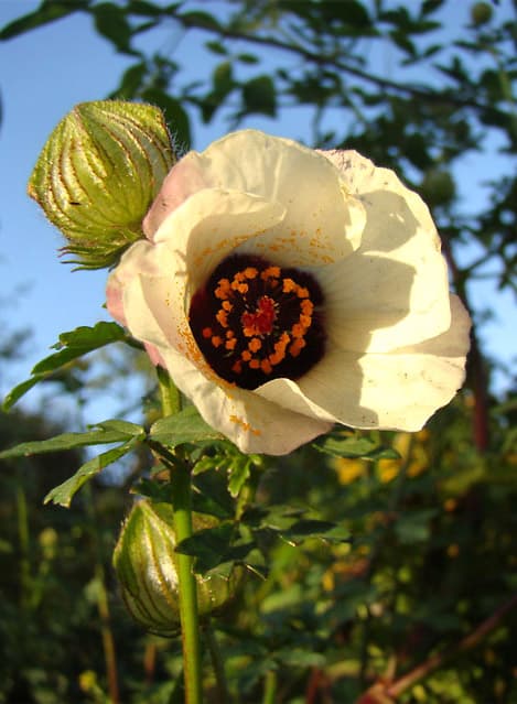 Hibiscus trionum, kolmetine hibisk